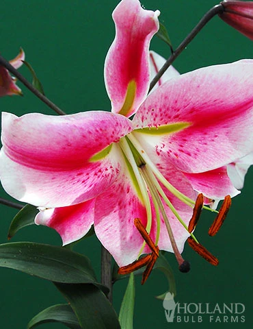 Menu Anastasia Orienpet Lily 4 Menu Anastasia Orienpet Lily - Image 2