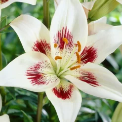 Menu White Pixels Asiatic Lily