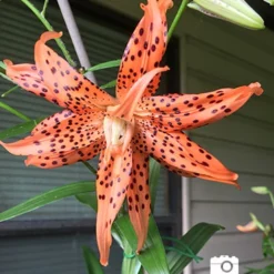 Menu Sunny Blooms Spring Through Summer Collection -US Garden Plants Sales 2024 77499 2018 07 13 double tigerlily flore pleno bonita