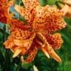Menu Double Tiger Lily Flore Pleno -US Garden Plants Sales 2024 77499 double tiger lily 1