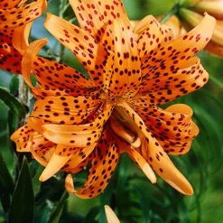 Menu Sunny Blooms Spring Through Summer Collection -US Garden Plants Sales 2024 77499 double tiger lily