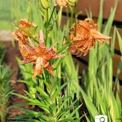 Menu Double Tiger Lily Flore Pleno 11 Menu Double Tiger Lily Flore Pleno -US Garden Plants Sales 2024 77499 double tiger lily 4 1