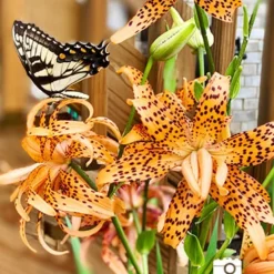 Menu Double Tiger Lily Flore Pleno 12 Menu Double Tiger Lily Flore Pleno -US Garden Plants Sales 2024 77499 double tiger lily 5 1