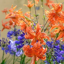 Menu Double Tiger Lily Flore Pleno 15 Menu Double Tiger Lily Flore Pleno -US Garden Plants Sales 2024 77499 double tiger lily 6