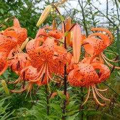 Menu Double Tiger Lily Flore Pleno 14 Menu Double Tiger Lily Flore Pleno -US Garden Plants Sales 2024 77499 double tiger lily 7 1