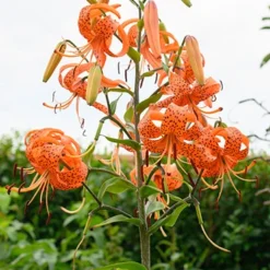 Menu Sunny Blooms Spring Through Summer Collection -US Garden Plants Sales 2024 77499 double tiger lily 8