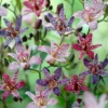 Menu Mixed Toadlily -US Garden Plants Sales 2024 77501 1