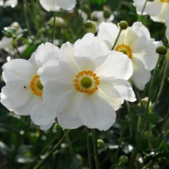 Menu Part Sun Perennial Garden Collection -US Garden Plants Sales 2024 77502