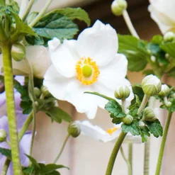 Menu Part Sun Perennial Garden Collection -US Garden Plants Sales 2024 77502 honorine jobert anemone 2