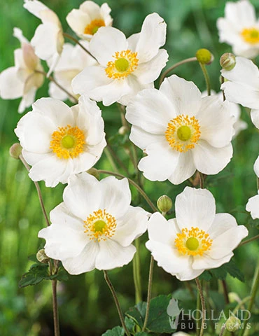 Menu Honorine Jobert Anemone 3 Menu Honorine Jobert Anemone