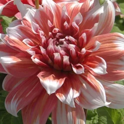 Menu Shimmering Sunset Dahlia Collection -US Garden Plants Sales 2024 77504 frost nip dahlia 2