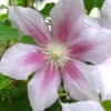 Menu Pink Delight Clematis -US Garden Plants Sales 2024 77505