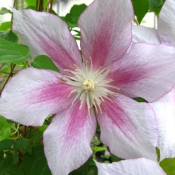 Menu Pink Delight Clematis