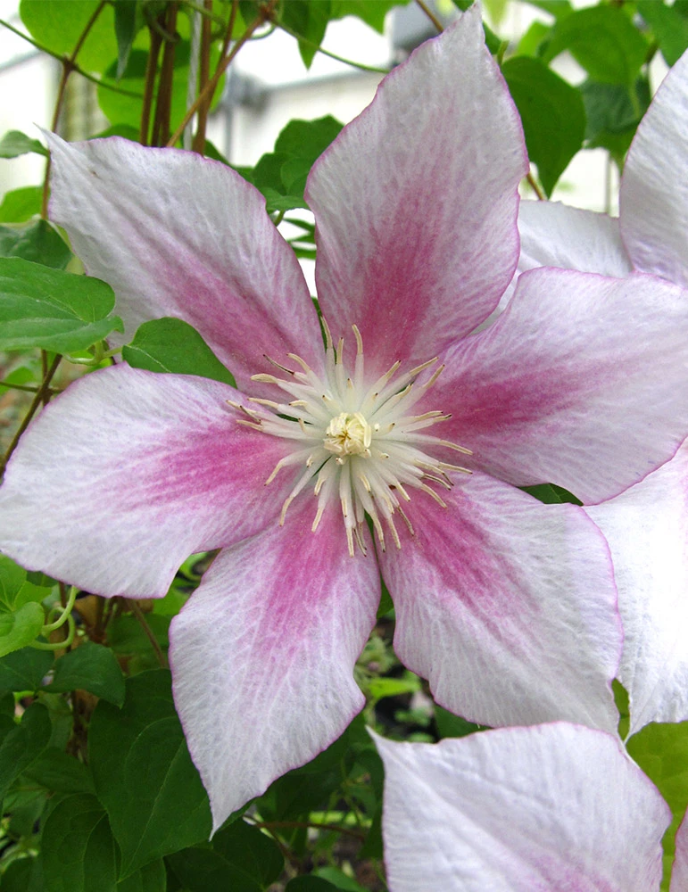 Menu Pink Delight Clematis 3 Menu Pink Delight Clematis