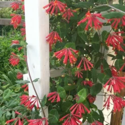 Menu Major Wheeler Honeysuckle