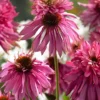 Menu Double Decker Coneflower -US Garden Plants Sales 2024 77510 echinacea double decker 2