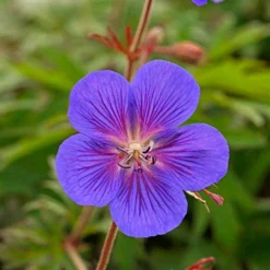 Menu Kaya Cranesbill (Hardy Geranium)