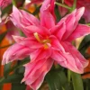 Menu Rose Lily Elena Double Oriental Lily -US Garden Plants Sales 2024 77517 rose lily double oriental lily