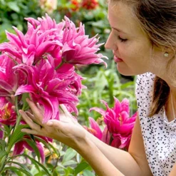 Menu Rose Lily Elena Double Oriental Lily -US Garden Plants Sales 2024 77517 rose lily elena