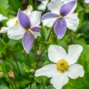 Menu Wild Swan Anemone -US Garden Plants Sales 2024 77518 wild swan anemone 2