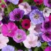 Menu Breeders Mix Hardy Geranium 1 Menu Breeders Mix Hardy Geranium -US Garden Plants Sales 2024 77519 breeders mix geranium 2 1
