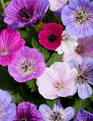 Menu Breeders Mix Hardy Geranium 4 Menu Breeders Mix Hardy Geranium - Image 2