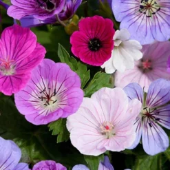 Menu Pollinator Pleaser Perennial Garden Collection -US Garden Plants Sales 2024 77519 breeders mix geranium 3