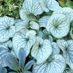 Menu Deer Resistant Shade Garden Collection -US Garden Plants Sales 2024 77520 alexanders great brunnera 1