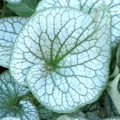 Front Page -US Garden Plants Sales 2024 77520 alexanders great brunnera 2