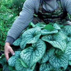 Menu Deer Resistant Shade Garden Collection -US Garden Plants Sales 2024 77520 alexanders great brunnera 3 1