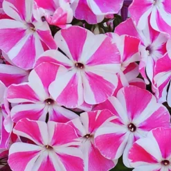 Menu Tall Phlox Collection 21 Menu Tall Phlox Collection -US Garden Plants Sales 2024 77522 peppermint twist 1