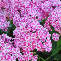 Menu Tall Phlox Collection 20 Menu Tall Phlox Collection -US Garden Plants Sales 2024 77522 peppermint twist tall phlox 1