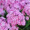 Menu Peppermint Twist Tall Phlox -US Garden Plants Sales 2024 77522 peppermint twist tall phlox