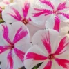Menu Twister Tall Phlox -US Garden Plants Sales 2024 77523 twister tall phlox