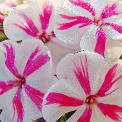 Menu Twister Tall Phlox