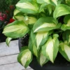 Menu Color Festival Hosta 2 Menu Color Festival Hosta -US Garden Plants Sales 2024 77524 color festival hosta 2 1