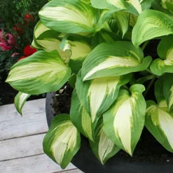 Menu Fancy Foliage Collection -US Garden Plants Sales 2024 77524 color festival hosta 2 2