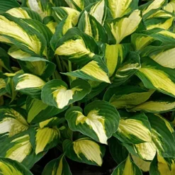 Menu Fancy Foliage Collection -US Garden Plants Sales 2024 77524 color festival hosta 3 2