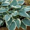 Menu El Nino Hosta 1 Menu El Nino Hosta -US Garden Plants Sales 2024 77525 el nino hosta 1