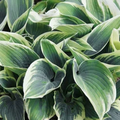 Menu Blue Hosta Collection 18 Menu Blue Hosta Collection -US Garden Plants Sales 2024 77525 el nino hosta 2