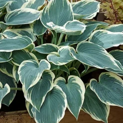 Menu Blue Hosta Collection 17 Menu Blue Hosta Collection -US Garden Plants Sales 2024 77525 el nino hosta