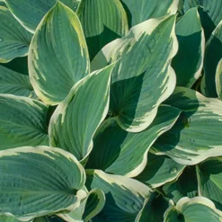 Menu Blue Hosta Collection 19 Menu Blue Hosta Collection -US Garden Plants Sales 2024 77525 el nino hosta 3