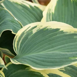 Menu El Nino Hosta 11 Menu El Nino Hosta -US Garden Plants Sales 2024 77525 el nino hosta 4 1