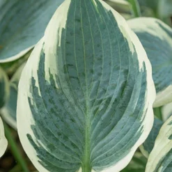 Menu El Nino Hosta 10 Menu El Nino Hosta -US Garden Plants Sales 2024 77525 el nino hosta 5 1