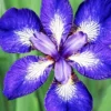 Menu I See Stars Siberian Iris 2 Menu I See Stars Siberian Iris -US Garden Plants Sales 2024 77526a