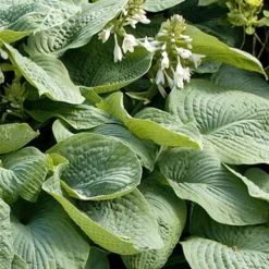 Menu Fancy Foliage Collection -US Garden Plants Sales 2024 77528 abiqua drinking gourd hosta 2 2