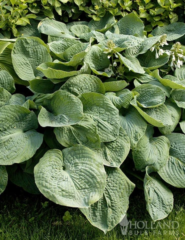 Menu Blue Hosta Collection 11 Menu Blue Hosta Collection - Image 9