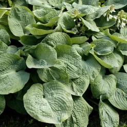 Menu Abiqua Drinking Gourd Hosta
