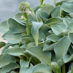 Menu Blue Mouse Ears Hosta