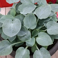 Menu Blue Hosta Collection 25 Menu Blue Hosta Collection -US Garden Plants Sales 2024 77529a 1